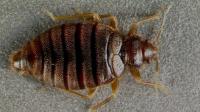 Pest Destroy Bed Bug Control Brisbane image 2